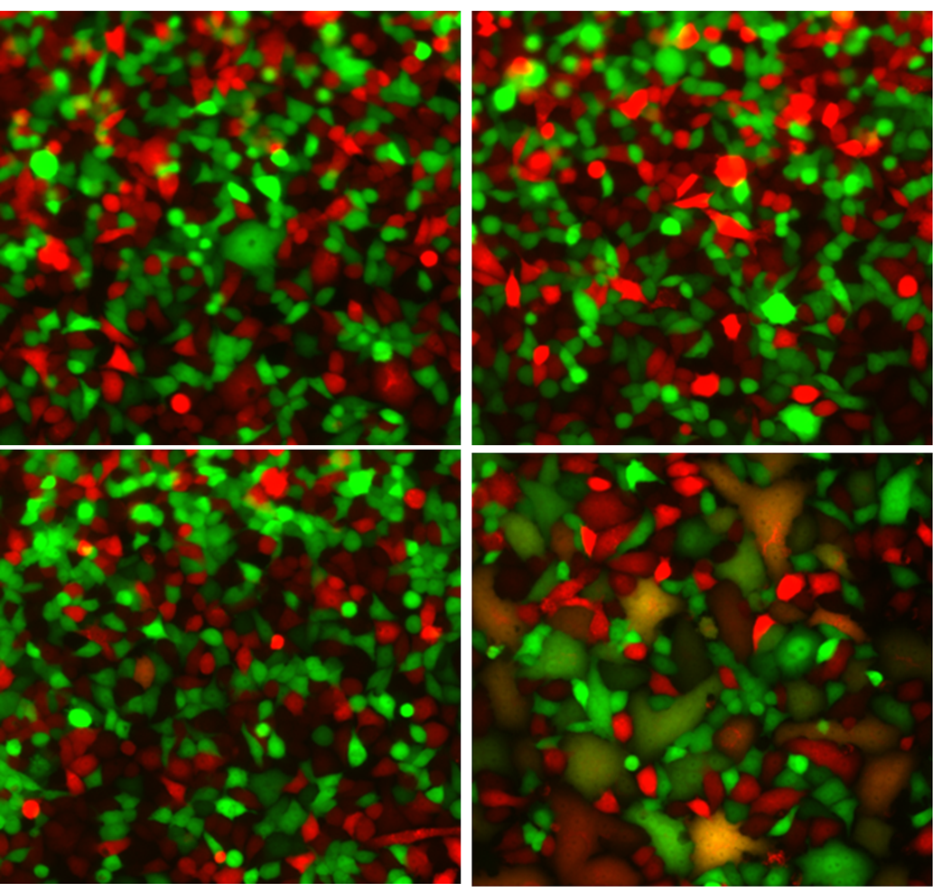 B2M publication image