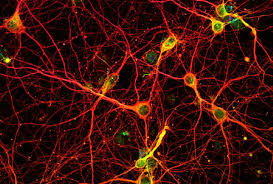 Neuron background