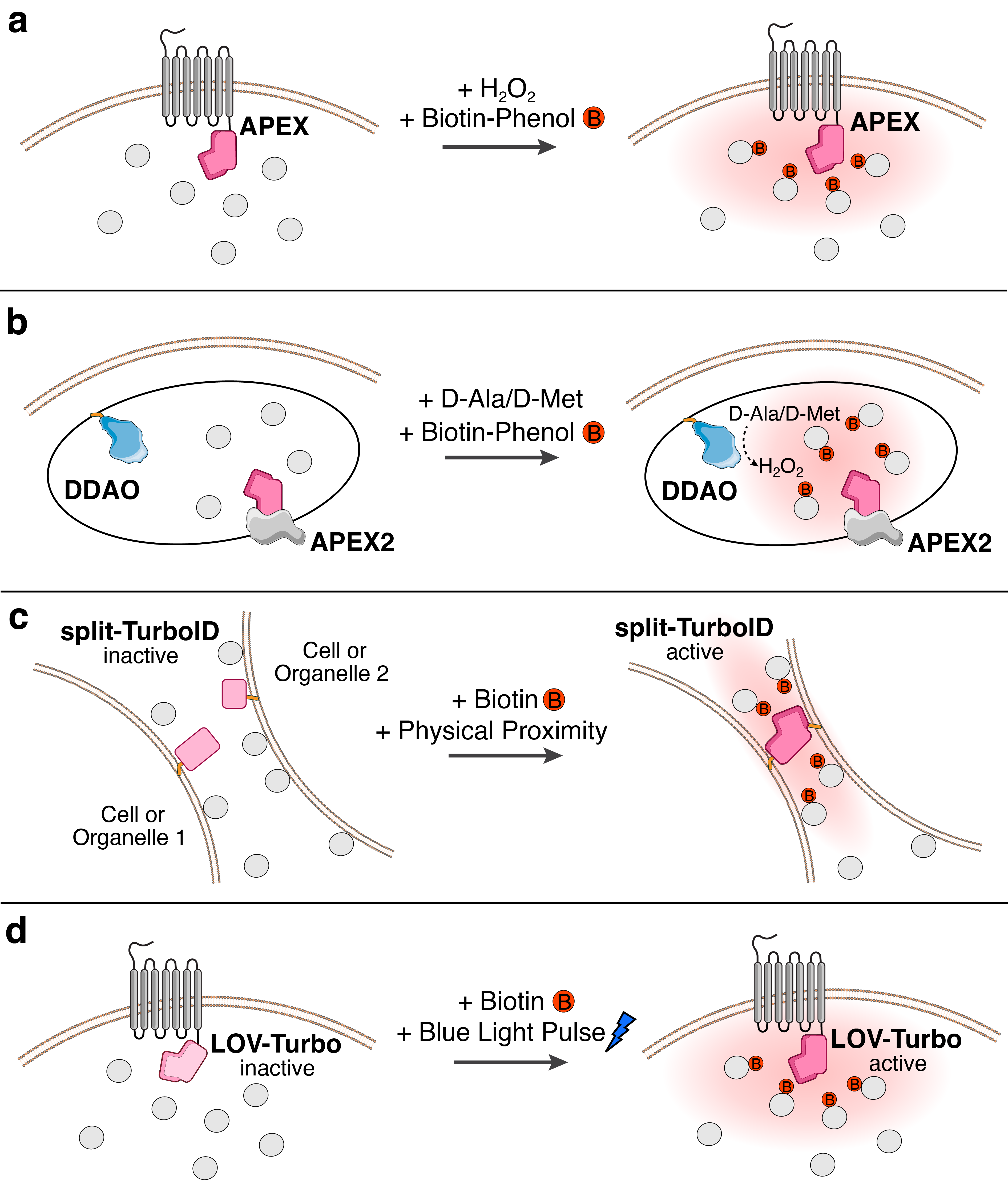 Spatial proteomics publication image