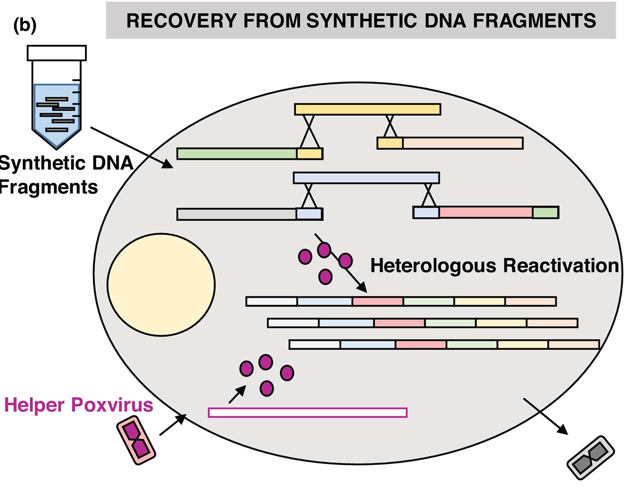Tools for poxvirus genomes publication image